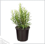 Live Aromatic and Edible Herb - Rosemary (6 Per Pack), Naturally Improves Breathing and Air Quality, 8" Tall by 3" Wide