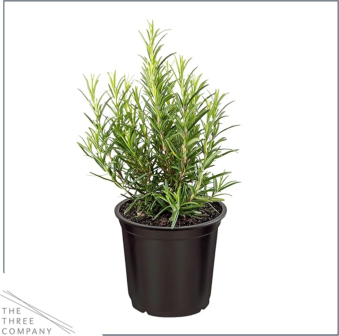 Live Aromatic and Edible Herb - Rosemary (6 Per Pack), Naturally Improves Breathing and Air Quality, 8" Tall by 3" Wide