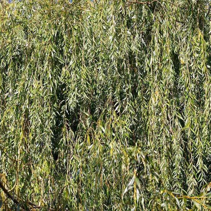 Brighter Blooms - Weeping Willow Tree, 6-7 ft. - No Shipping to AZ
