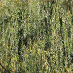 Brighter Blooms - Weeping Willow Tree, 5-6 ft. - No Shipping to AK, AZ, HI