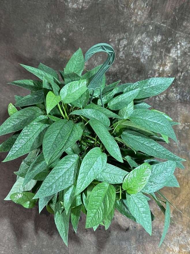 PLANTVERS Cebu Blue Pothos Live Plant – Epipremnum Pinnatum – Cebu Blue Live Vining Plant – Low Light Indoor Houseplant – Easy Tropical Climbing Plant – Air Purifying Indoor Plant (8" Hanging Basket)