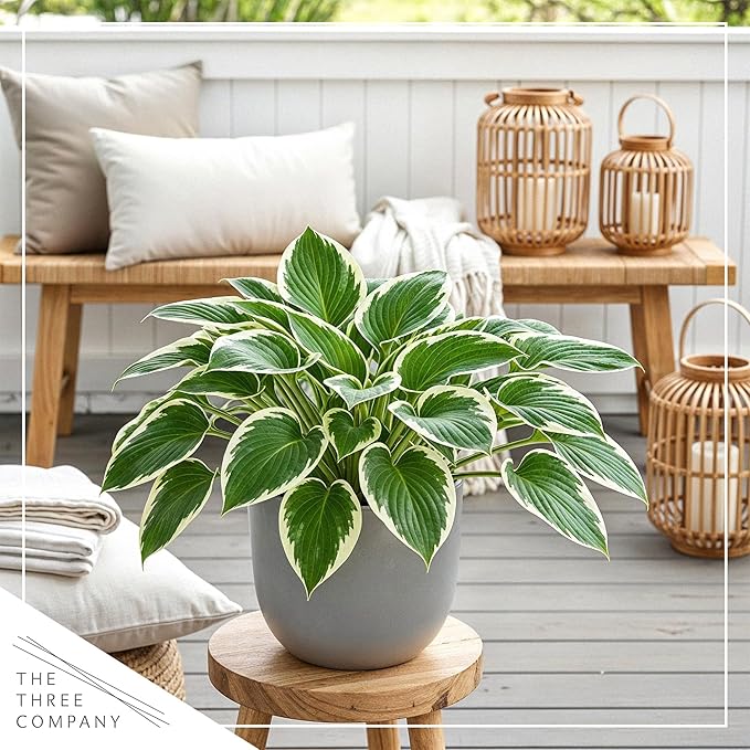 Live Perennial Hosta - Patriot (3 Plants Per Pack) Beautiful Accent Plant, 10" Tall by 4" Wide in 1 Qt Pot