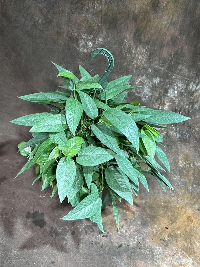 PLANTVERS Cebu Blue Pothos Live Plant – Epipremnum Pinnatum – Cebu Blue Live Vining Plant – Low Light Indoor Houseplant – Easy Tropical Climbing Plant – Air Purifying Indoor Plant (8" Hanging Basket)
