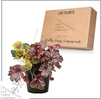 Live Heuchera (Coral Bells) – Tri-Color Blend – Beautiful Shade Perennial – Healthy Spring Plant – 10" Tall by 6" Wide in 2 Qt Pot