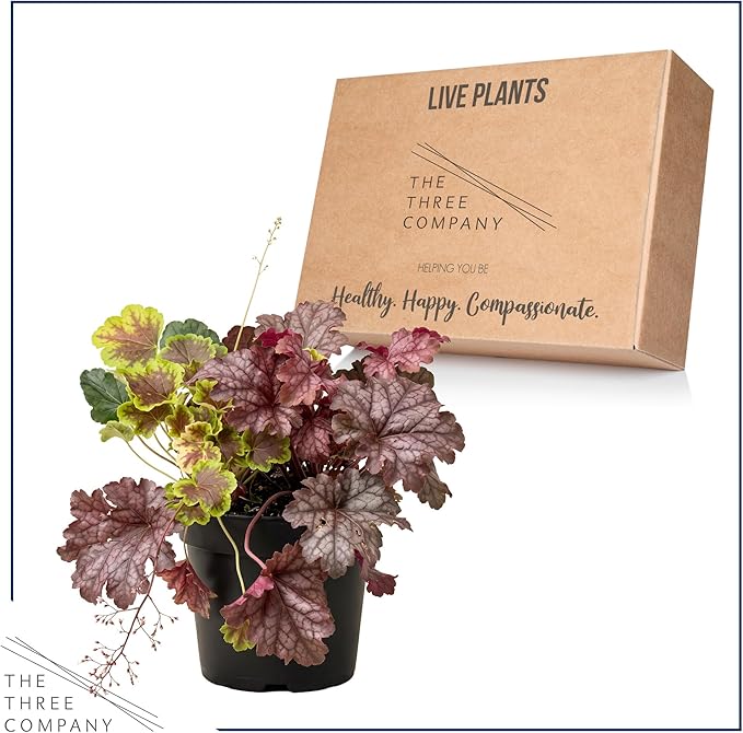 Live Heuchera (Coral Bells) – Tri-Color Blend – Beautiful Shade Perennial – Healthy Spring Plant – 10" Tall by 6" Wide in 2 Qt Pot