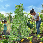Foldable Cucumber Trellis 64" H x 20" W, A-Frame Garden Trellis for Raised Bed, Outdoor Climbing Plant Support with Twist Ties & Plant Bags for Climbing Plants Outdoor