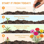 Groundio 23500+ Mixed Moss Rose Seeds, Ground Cover Flower Seeds, Heat & Drought Tolerant Heirloom Flower Seeds for Home Yard Container Gardening(Portulaca Grandiflora)