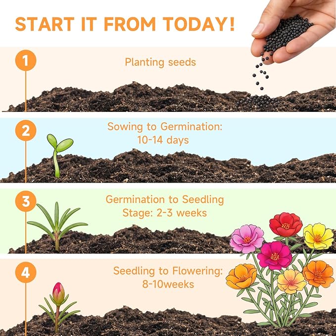 Groundio 23500+ Mixed Moss Rose Seeds, Ground Cover Flower Seeds, Heat & Drought Tolerant Heirloom Flower Seeds for Home Yard Container Gardening(Portulaca Grandiflora)