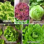 Heirloom Lettuce Seeds - 10 Varieties, Non-GMO Seeds for Planting - Includes Spinach, Kale, Arugula, Romaine, Iceberg, Buttercrunch & More, Home Garden & Hydroponic Seeds