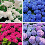 150+ Hydrangea Seeds - Mixed Color Perennial Flowers (Blue, Pink, Red & White) for Garden, Landscape & Wedding Decor – Hardy, Non-GMO, Heirloom Seed for Outdoor Planting & Potted Plants