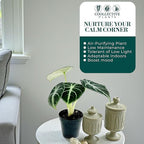 Alocasia Ninja | Live Plant in a 2 or 4 Inch Growers Pot, Live Indoor, Easy to Grow, Easy to Care, and Low Maintenance Houseplant (2-inch Pot)