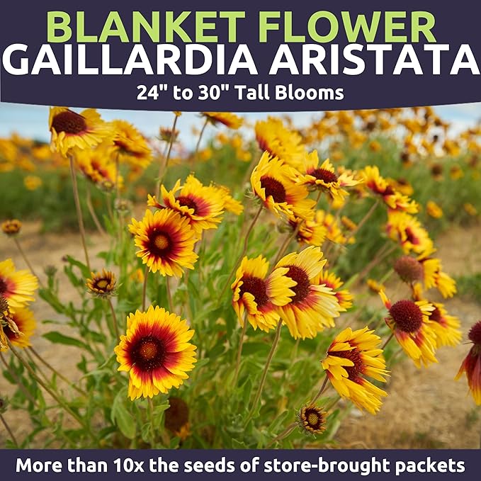 Blanket Flower – Gaillardia aristata – Large 1 Ounce Packet – 9,000 Flower Seeds for Planting