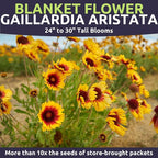Blanket Flower – Gaillardia aristata – Large 1 Ounce Packet – 9,000 Flower Seeds for Planting