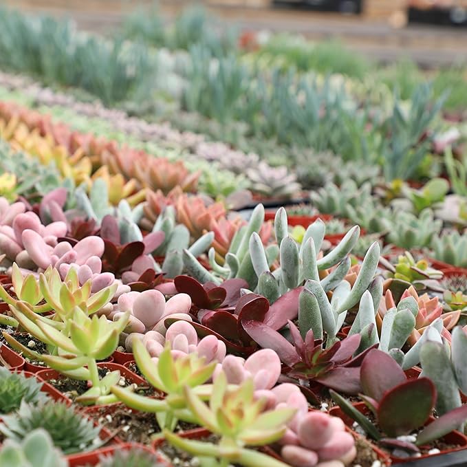 Live Succulents Plant Pack (6-Pack), Real Succulent Plants & Mini Plants for Beginners, Live House Plants, Mini Succulents, Outdoor & Indoor Plants, Live Plants in 2" Grower Pots by Plants for Pets