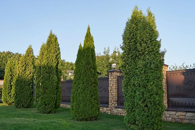 KVITER 50 Thuja Tree Seeds (Arborvitae/Thuja Occidentalis), American Arborvitae Tree Seeds - Fast-Growing Landscaping Plants Seeds- Organic Evergreen Privacy Trees for Outdoor Garden & Yards