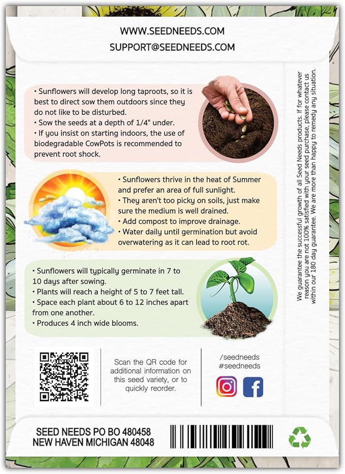 Seed Needs Sunflower Seeds for Planting Italian White Sunflowers - Heirloom & Open Pollinated Flower Seed to Plant Pale Yellow Flowering Plants in a Butterfly Garden (5 Packs)