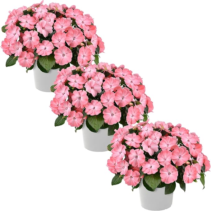 Live Flowering New Guinea Impatiens - Salmon (3 Plants Per Pack), Beautiful Shade Flowers, 12" Tall by 5" Wide in 1 Qt Pot