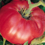 Burpee 'German Johnson' Heirloom, Large Pink Beefsteak Slicing Tomato, 30 Non-GMO Seeds