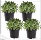 Live Aromatic and Edible Herb - Sage (4 Per Pack), Supports Memory and Brain Health, 8" Tall by 4" Wide in 1 Pint Pot