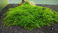 Spiky Moss Live Plant for Aquarium - 3x3 Inch