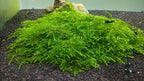 Spiky Moss Live Plant for Aquarium - 3x3 Inch