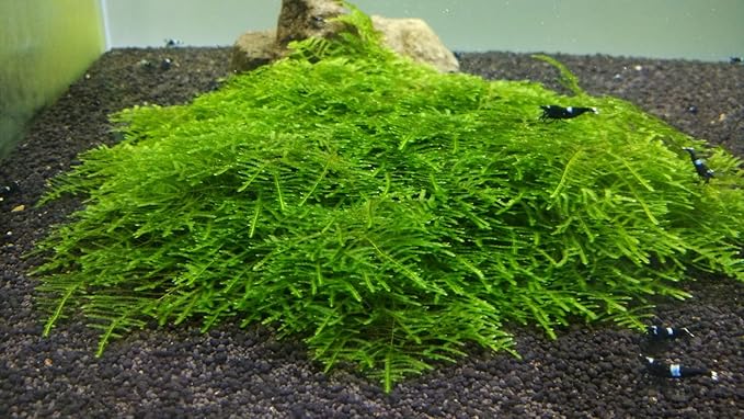 Spiky Moss Live Plant for Aquarium - 3x3 Inch