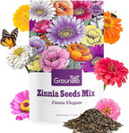 Zinnia Seeds Mix, 1 Oz, Over 3,000 Flowers Seeds, 5 Varieties (Pink, Yellow, Orange, White, Purple), Mixed Colors and Large Blooms,Open Pollinated - Bulk