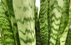 Live Snake Plant, Sansevieria Zeylanica, Indoor House Plant in Pot, Mother in Law Tongue Sansevieria Plant Live, Potted Succulent Plant, Fully Rooted Houseplant in Potting Soil by Plants for Pets