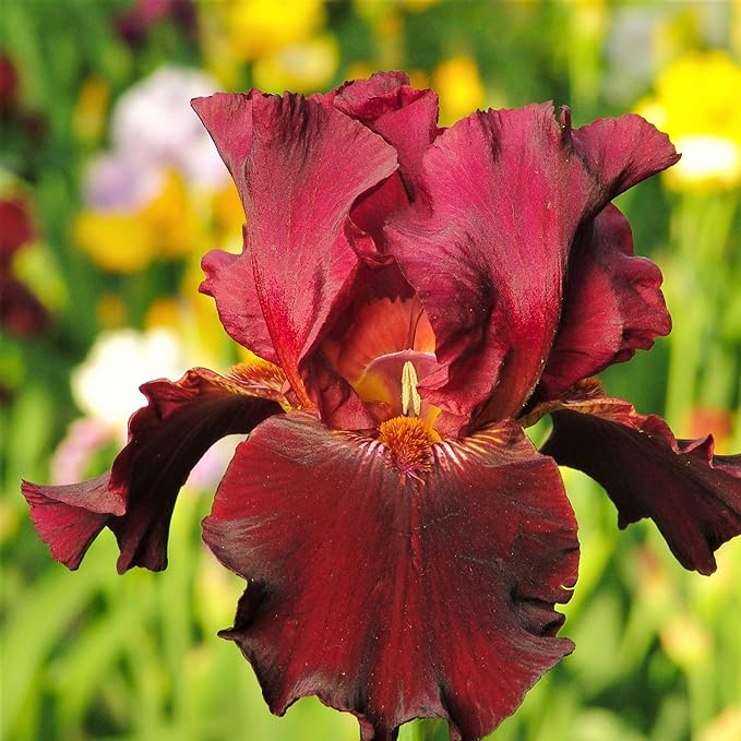 200+Mixed Rare Iris Flower Seeds to Plant Outdoor- Perennial Beautiful Blooms for Your Garden Home