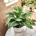 Plants for Pets Peacock Calathea 'Freddie', Pet Friendly Prayer Decor in 6" White Pot, Live Houseplant Gift, Cat Safe, Decorative Desk House Plants by Plants for Pets