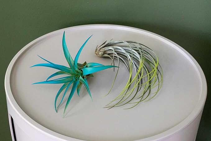 Raspberry Colorful Tillandsia Air Plants - Long Lasting Color Enhanced Live Tillandsia Succulent House Plants - Home and Garden Decor - Easy Care Indoor/Outdoor Plants (Funckiana, Single)