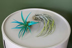 Raspberry Colorful Tillandsia Air Plants - Long Lasting Color Enhanced Live Tillandsia Succulent House Plants - Home and Garden Decor - Easy Care Indoor/Outdoor Plants (Juncea, Single)