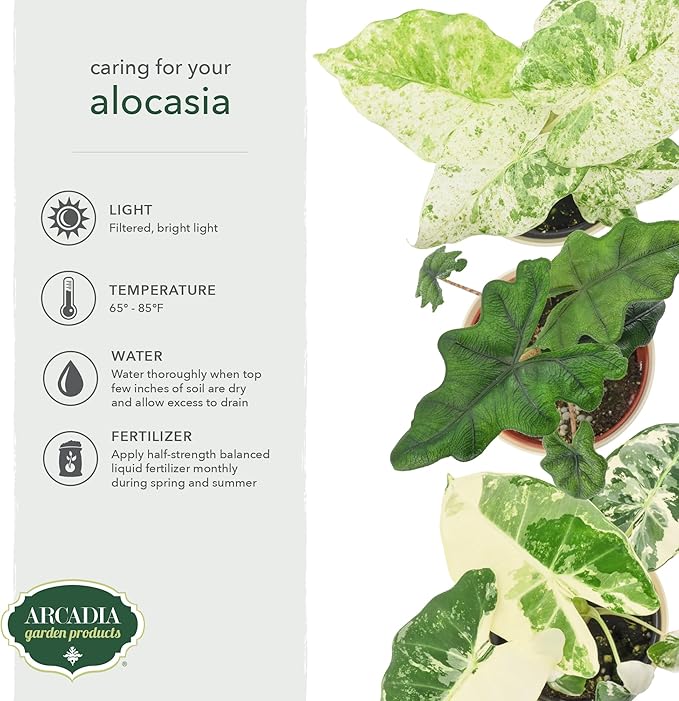Arcadia Garden Products Live Odora Batik Alocasia Variegated Rare Indoor Houseplant in Plastic Pot, Tropical Plant Collector Gift for Home and Garden Decor, 4-inch, Beige