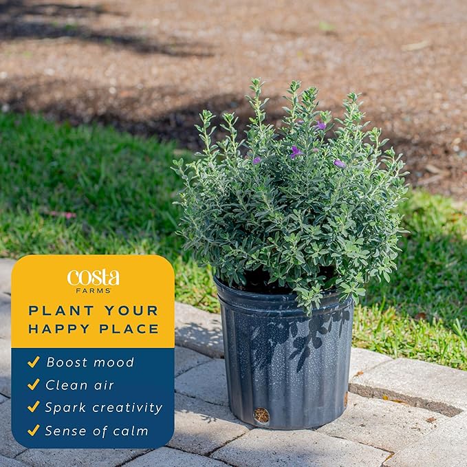 Costa Farms Texas Sage Live Plant | 10‑Inch Grower Pot | Blooming Purple Flowers | Drought‑Tolerant Evergreen Shrub | Landscape, Hedge & Pollinator Garden