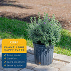 Costa Farms Texas Sage Live Plant | 10‑Inch Grower Pot | Blooming Purple Flowers | Drought‑Tolerant Evergreen Shrub | Landscape, Hedge & Pollinator Garden