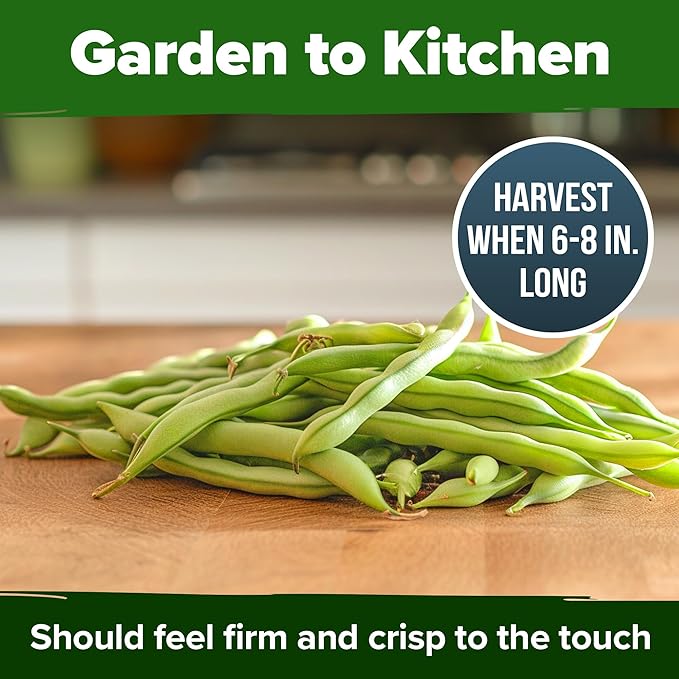 HOME GROWN Contender Bush Bean Seeds 56+ Heirloom Non-GMO, High Germination, Stringless Green Beans for Planting, Early Harvest, Emergency Food Supply, Fresh Eating & Canning (Phaseolus vulgaris)