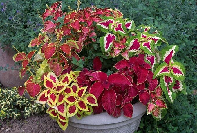 Beautiful 100 Coleus Seeds Rainbow Mix House Plant Ornamental