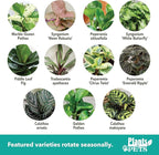 Essential Houseplant Collection (4PK) Live Plants Indoor Plants Live Houseplants in Plant Pots, Easy House Plants Indoors Live, Snake Plant, Pothos in Potting Soil, Clean Air Plants by Plants for Pets