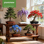 Bonsai Starter Kit for Adults – Complete Indoor Tree Growing Set with Jacaranda Seeds, Tools & Planter | DIY Gardening Hobby Kits for Plant Lovers, Unique Easter Gifts for Men & Women