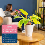 Costa Farms Philodendron Painted Lady Live Plant in Self Watering Pot, Air Purifying Indoor Houseplant, Home, Room, or Office Decor, House Warming or Birthday Gift, 12-16 Inches Tall