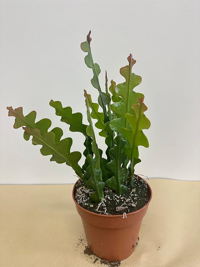 Rare Fishbone Cactus,Epiphyllum Anguliger RIC Rac Cactus,Zig Zag Cactus -5" Growers Pot