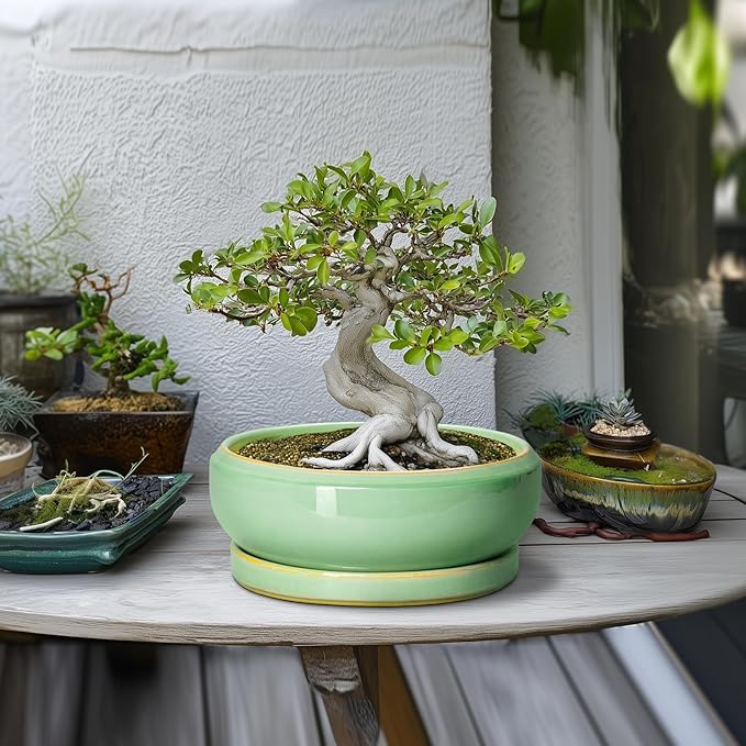 10 Inch Bonsai Tree Pots - Ceramic Succulent Pots with Drainage Hole and Tray, Shallow Planter for Indoor Outdoor Plants, Round Planters, House Decor, Gifts for Plant Lovers, Light Green