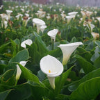 Calla Lily, a Great Live Pond Plant for Your Water Garden. Filters koi and Goldfish Ponds. Good for Bogs, Plant Shelf or Shallow Water This marginal Aquatic is a Real Beauty