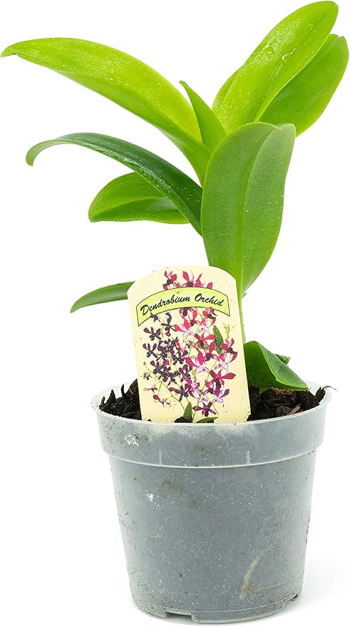 1 Live Orchid Plant | Dendrobium Orchid | Real Houseplant in Potting Soil Mix with Orchid Pot | Orchids | Flowering Plants | Decorative Flowers Orchid Mix | by Plants for Pets, Green