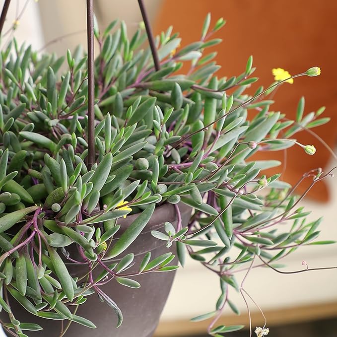 Ruby Necklace Succulent Vine Hanging Basket, Othonna capensis, Live Succulents Plants Live Houseplants, House Plants Indoors Live Indoor House Plants, Unique Live Plant Basket by Plants for Pets