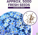 Forget Me Not Seeds - 5000 Flower Seeds - Perennial Ground Cover Seed for Tulips and Other Bulbs - Bulk Flowering Ground Cover - Grown in the USA