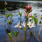 Bog Bean, a Great Live Pond Plant for Your Water Garden. Filters The koi and Goldfish Pond. Good for Bogs, Plant Shelf or Shallow Water This marginal Aquatic is a Real Beauty