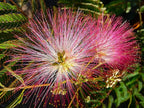 20 Albizia Julibrissin Mimosa Bonsai Tree Seeds for Planting - Persian Pink Silk Tree - Ships from Iowa, USA