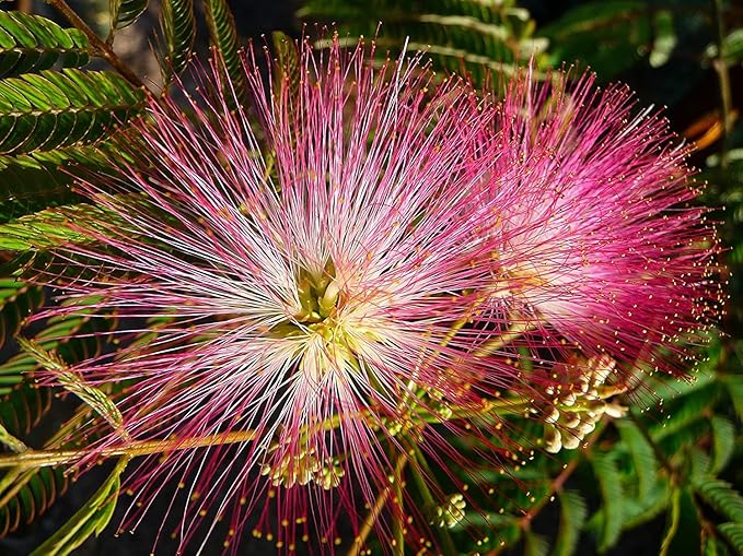 20 Albizia Julibrissin Mimosa Bonsai Tree Seeds for Planting - Persian Pink Silk Tree - Ships from Iowa, USA