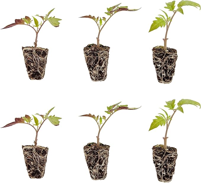 Bonnie Plants Better Boy Tomato Plug, Live Plant, for Burgers, Salsa, and Sauces, Full Sun, 3 Cubic in., 6 Pack